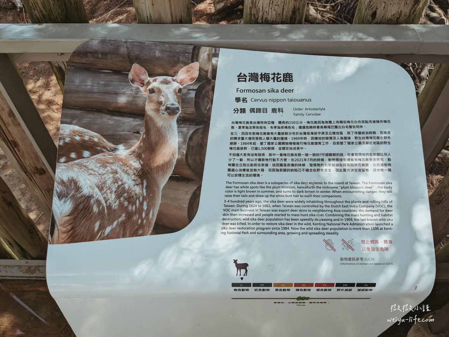 新竹東區景點|新竹市立動物園.一座為動物而生、小而美的動物公園 - 第30張圖 新竹市立動物園台灣梅花鹿