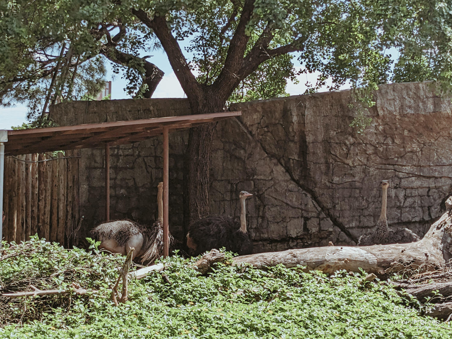 新竹東區景點|新竹市立動物園.一座為動物而生、小而美的動物公園 - 第37張圖 新竹市立動物園鴕鳥