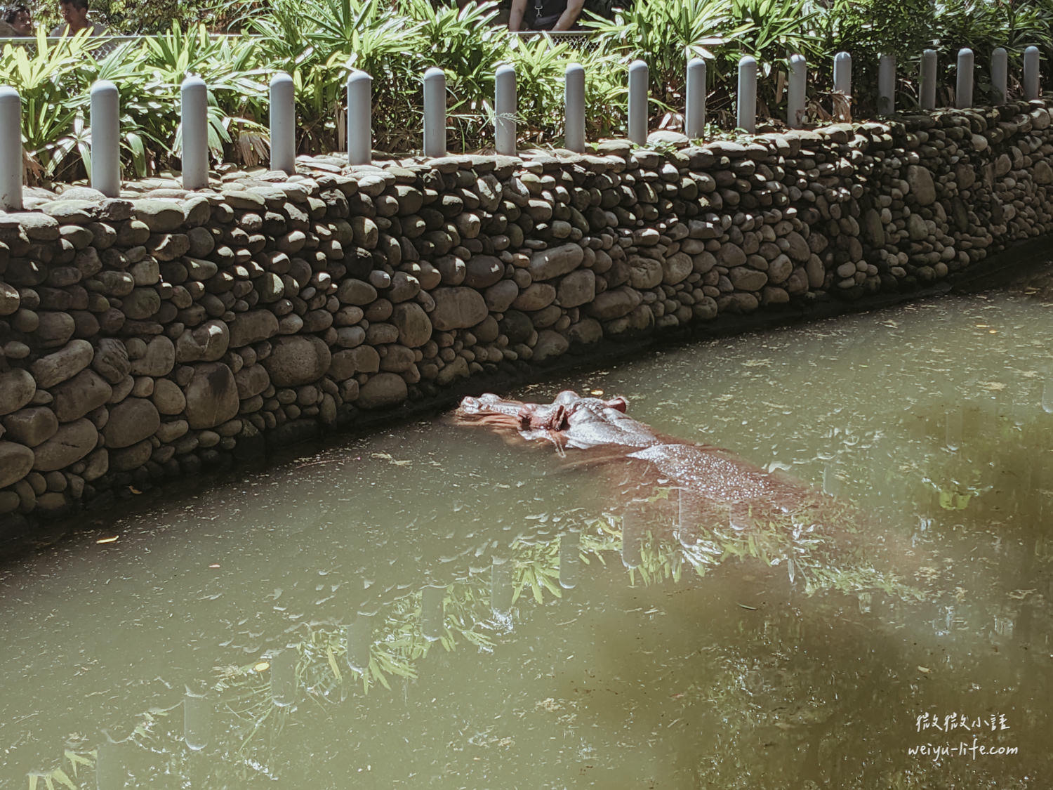新竹東區景點|新竹市立動物園.一座為動物而生、小而美的動物公園 - 第55張圖 新竹市立動物園河馬樂樂