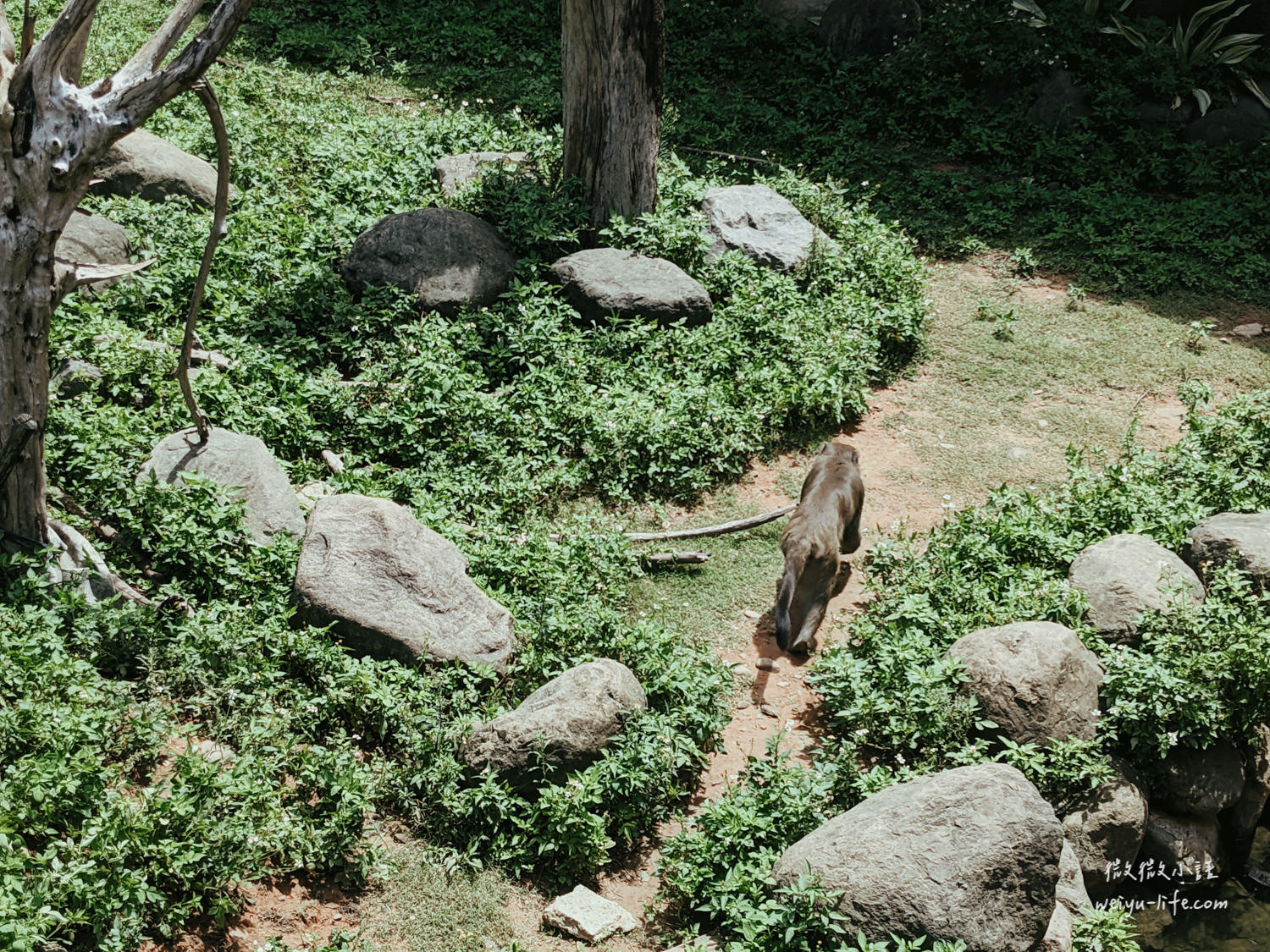新竹東區景點|新竹市立動物園.一座為動物而生、小而美的動物公園 - 第90張圖 新竹市立動物園
