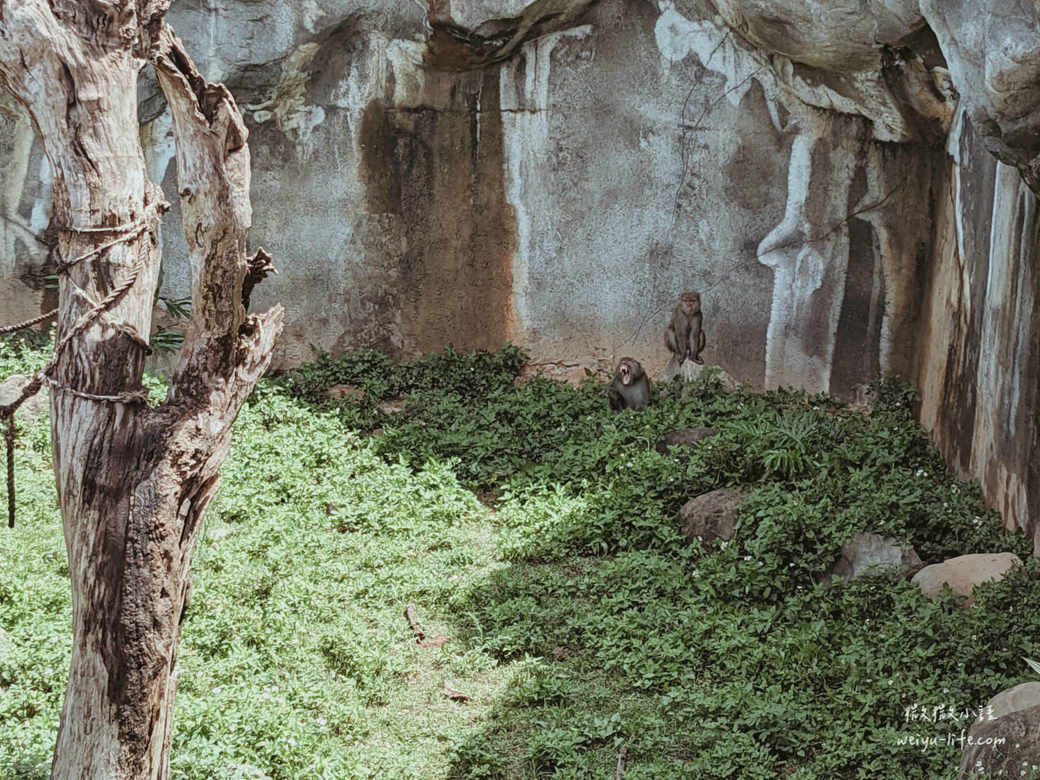 新竹東區景點|新竹市立動物園.一座為動物而生、小而美的動物公園 - 第91張圖 新竹市立動物園
