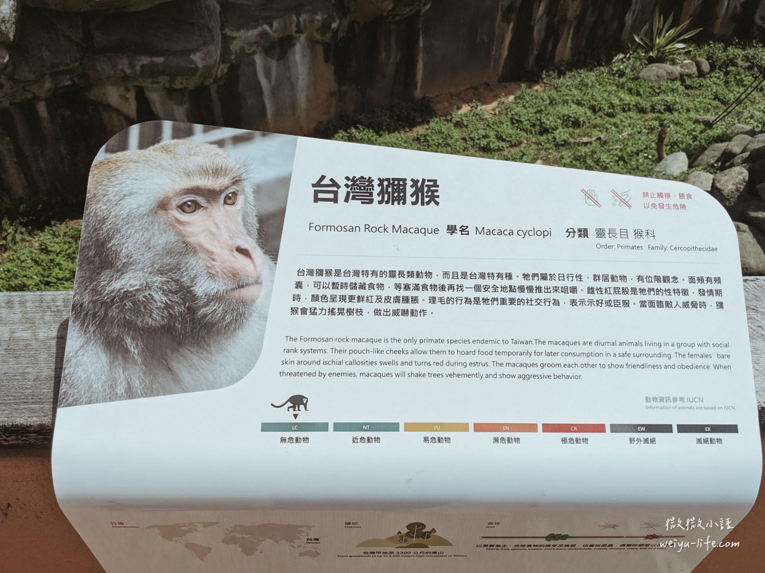 新竹東區景點|新竹市立動物園.一座為動物而生、小而美的動物公園 - 第82張圖 新竹市立動物園台灣獼猴