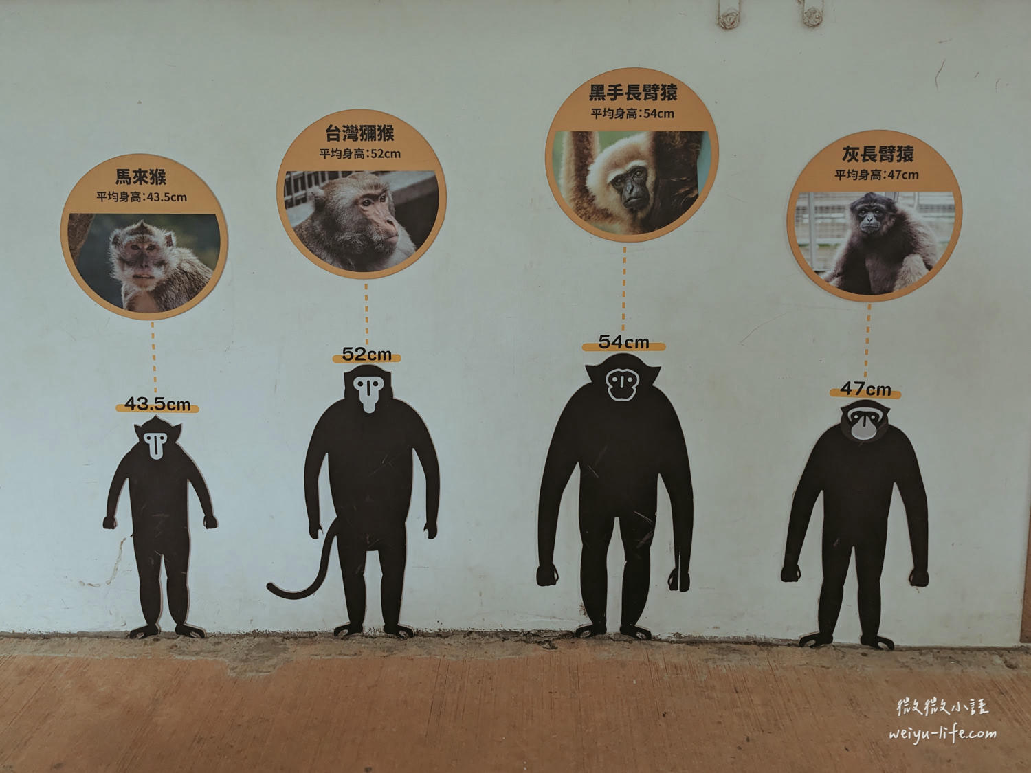 新竹東區景點|新竹市立動物園.一座為動物而生、小而美的動物公園 - 第96張圖 新竹市立動物園台灣獼猴