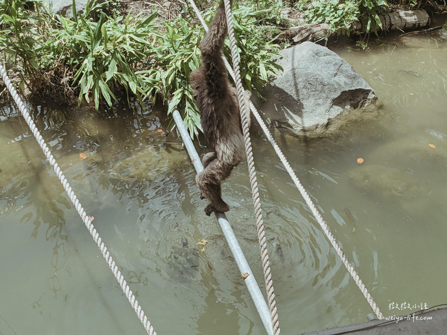 新竹東區景點|新竹市立動物園.一座為動物而生、小而美的動物公園 - 第101張圖 新竹市立動物園台灣獼猴