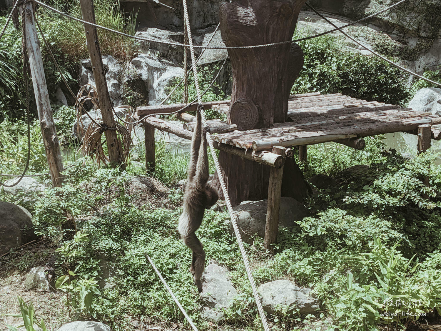 新竹東區景點|新竹市立動物園.一座為動物而生、小而美的動物公園 - 第97張圖 新竹市立動物園台灣獼猴