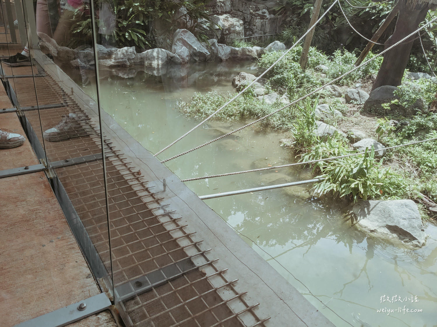 新竹東區景點|新竹市立動物園.一座為動物而生、小而美的動物公園 - 第103張圖 新竹市立動物園台灣獼猴