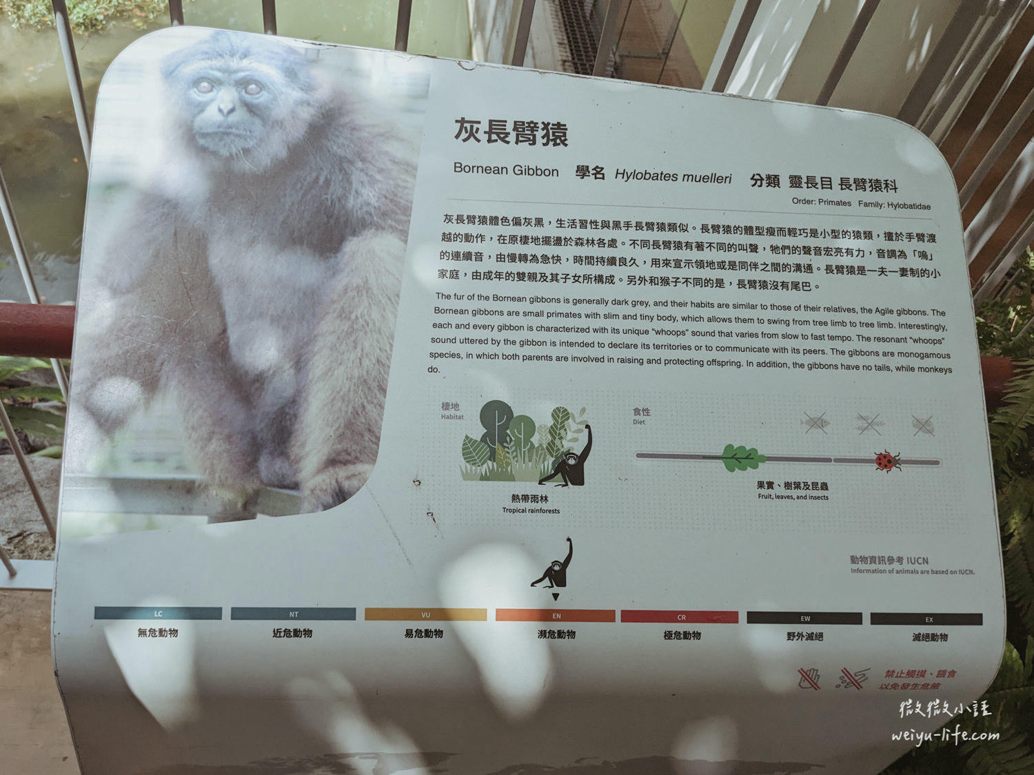 新竹東區景點|新竹市立動物園.一座為動物而生、小而美的動物公園 - 第92張圖 新竹市立動物園灰長臂猿