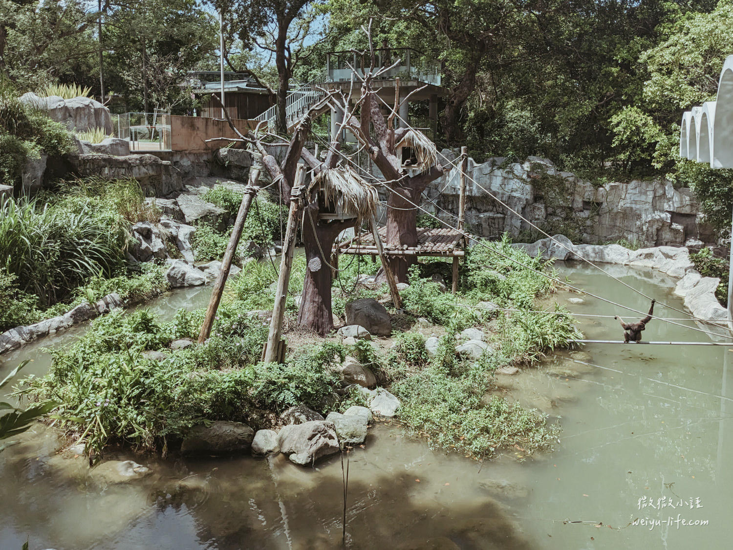 新竹東區景點|新竹市立動物園.一座為動物而生、小而美的動物公園 - 第93張圖 新竹市立動物園