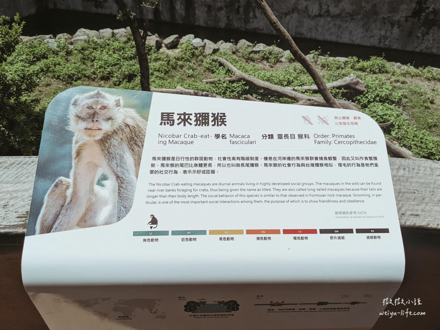 新竹東區景點|新竹市立動物園.一座為動物而生、小而美的動物公園 - 第109張圖 新竹市立動物園馬來獼猴