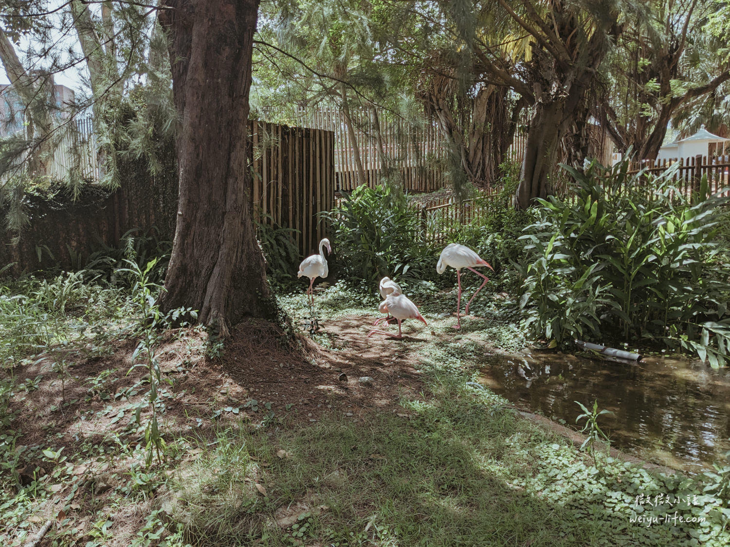 新竹東區景點|新竹市立動物園.一座為動物而生、小而美的動物公園 - 第63張圖 新竹市立動物園紅鶴