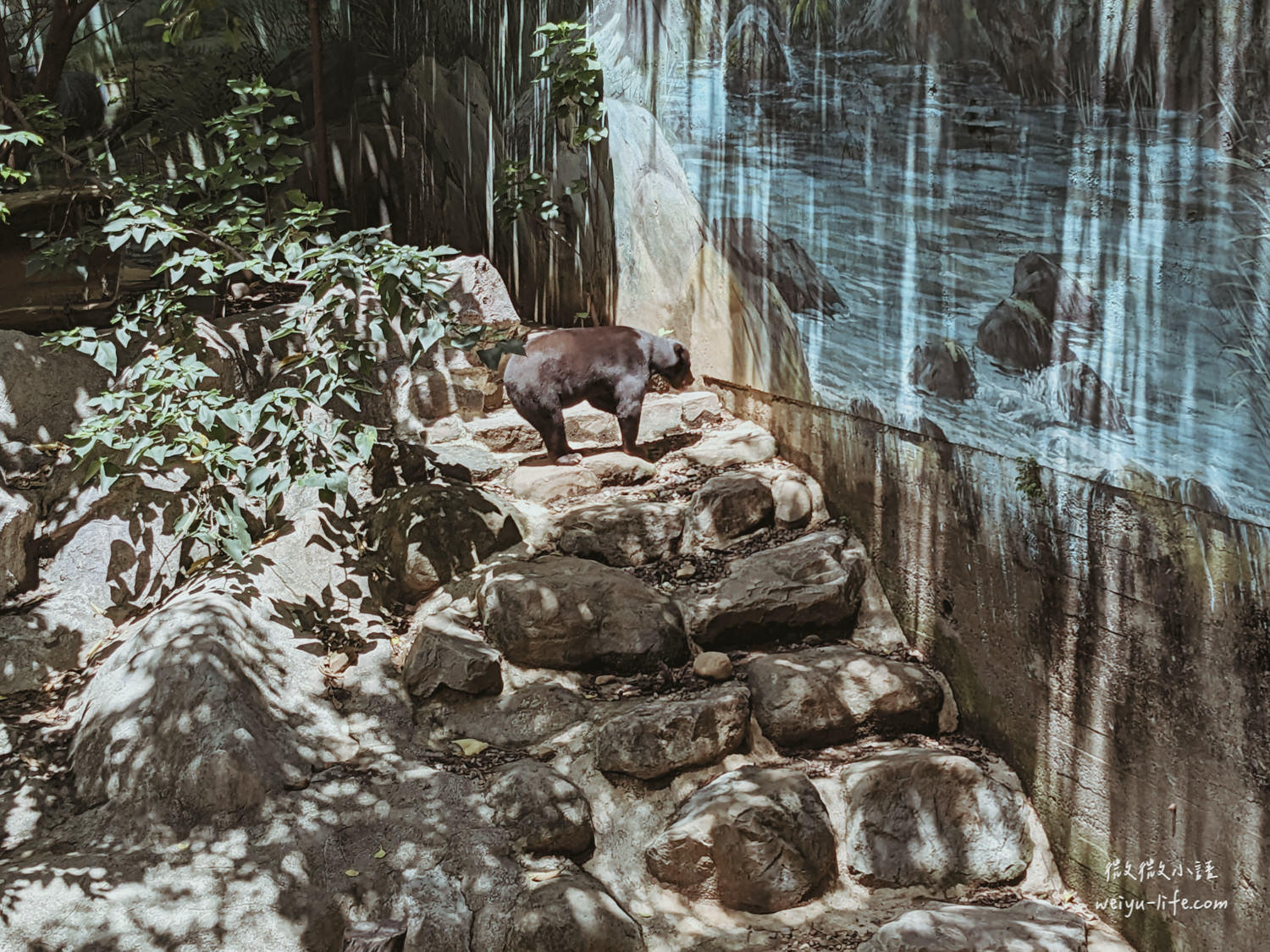 新竹東區景點|新竹市立動物園.一座為動物而生、小而美的動物公園 - 第130張圖 新竹市立動物園台灣黑熊