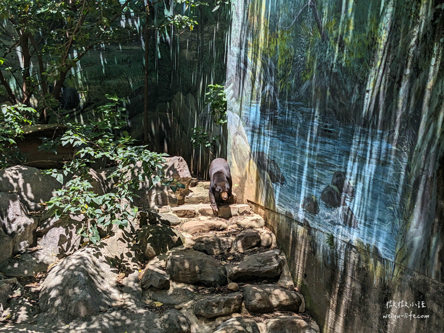 新竹東區景點|新竹市立動物園.一座為動物而生、小而美的動物公園 - 第129張圖 新竹市立動物園台灣黑熊