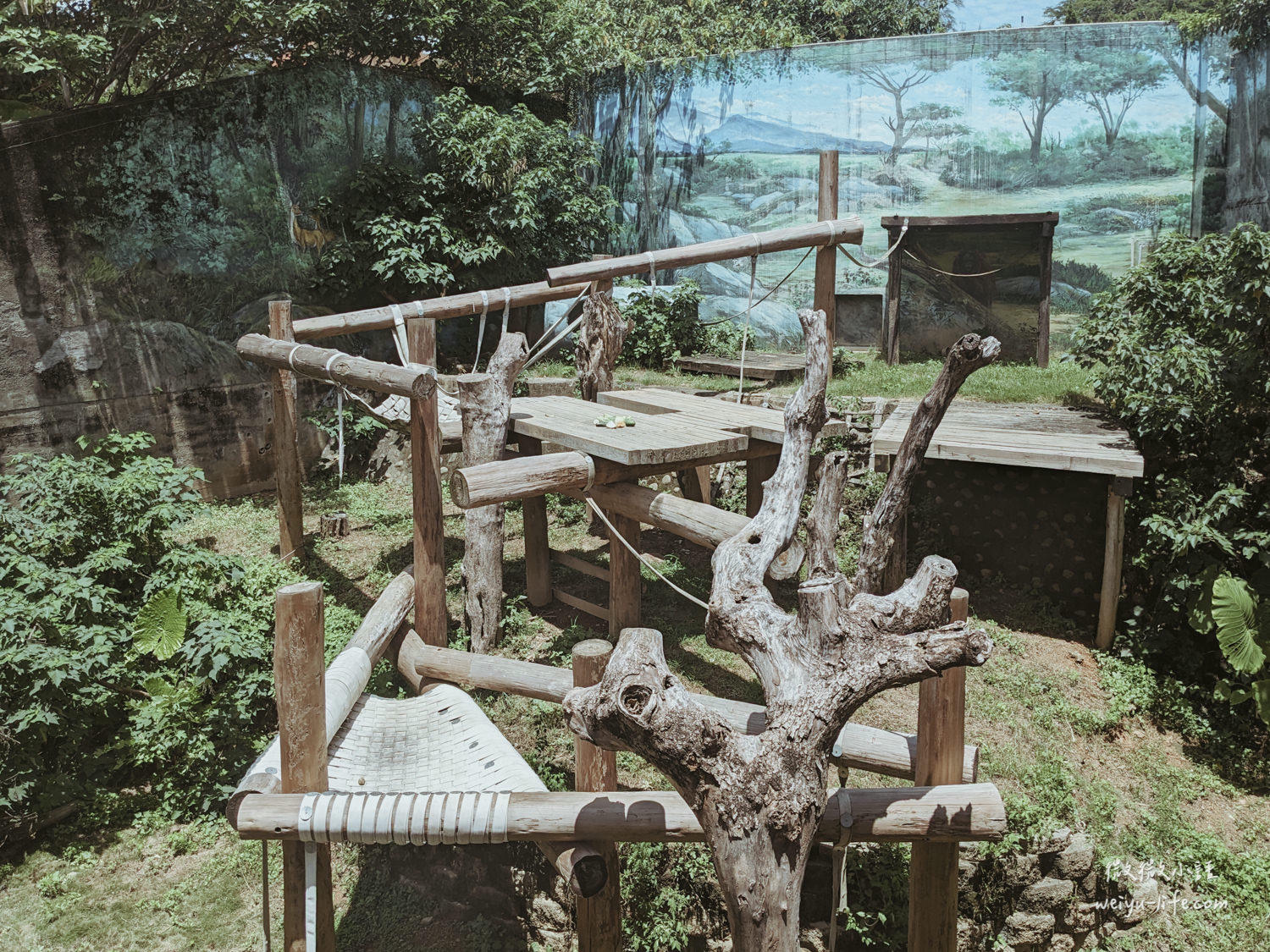 新竹東區景點|新竹市立動物園.一座為動物而生、小而美的動物公園 - 第134張圖 新竹市立動物園婆羅洲紅毛猩猩