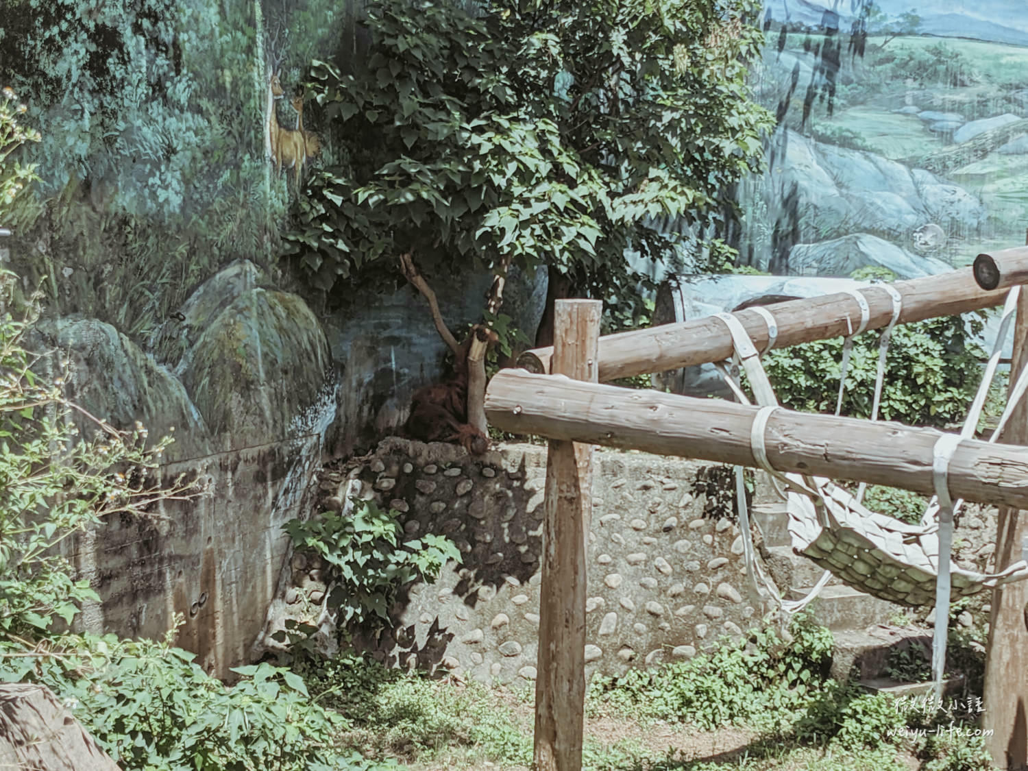 新竹東區景點|新竹市立動物園.一座為動物而生、小而美的動物公園 - 第148張圖 新竹市立動物園婆羅洲紅毛猩猩