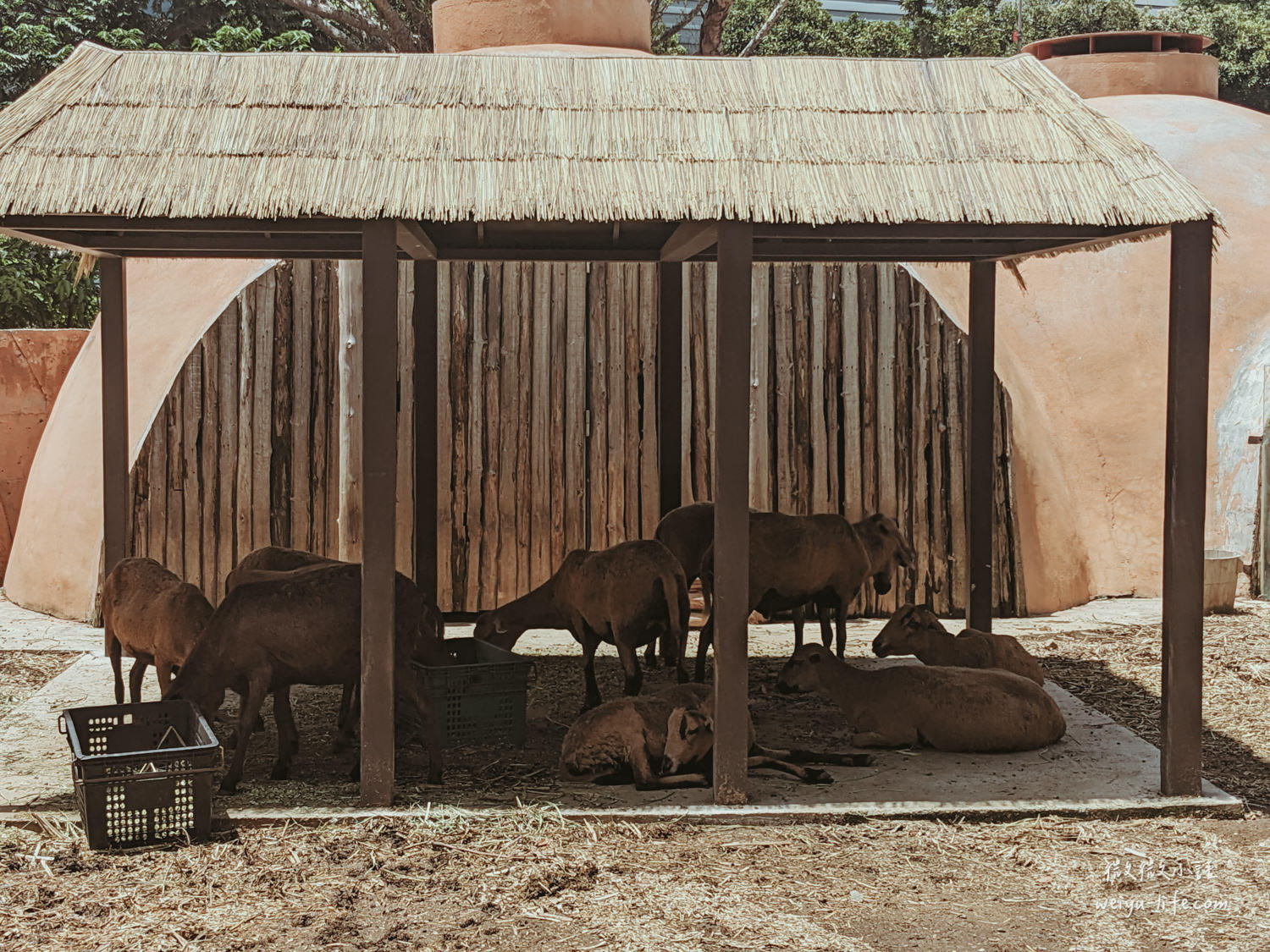 新竹東區景點|新竹市立動物園.一座為動物而生、小而美的動物公園 - 第163張圖 新竹市立動物園黑肚綿羊