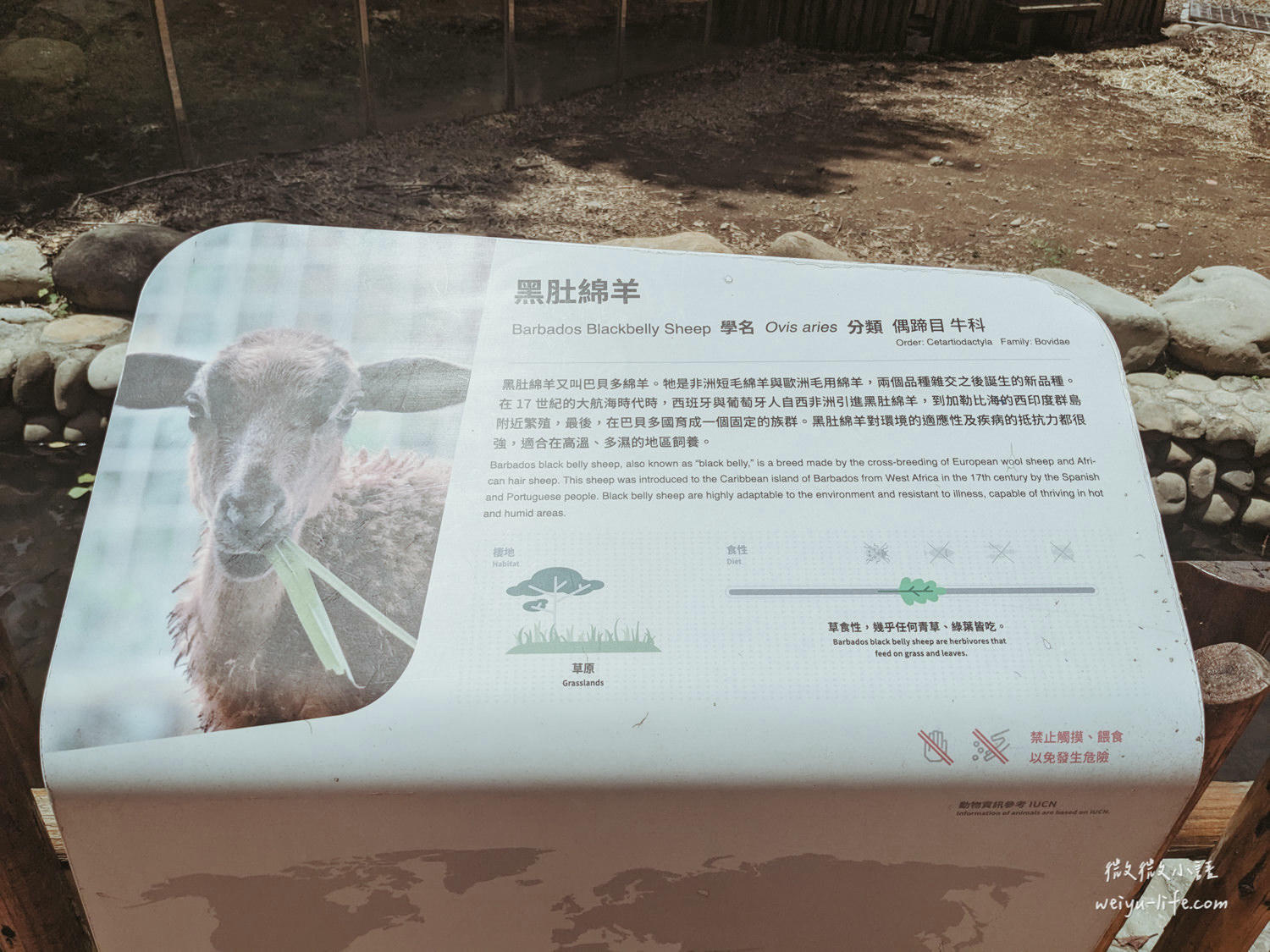 新竹東區景點|新竹市立動物園.一座為動物而生、小而美的動物公園 - 第162張圖 新竹市立動物園黑肚綿羊