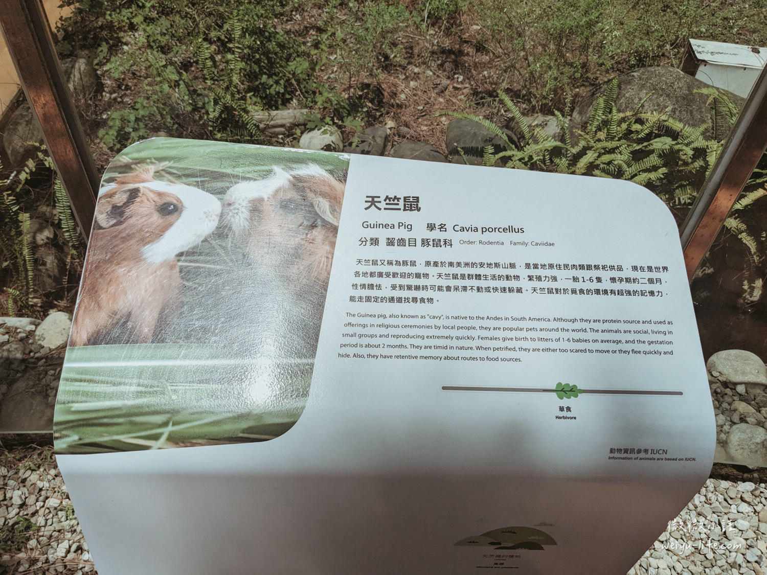 新竹東區景點|新竹市立動物園.一座為動物而生、小而美的動物公園 - 第166張圖 新竹市立動物園天竺鼠