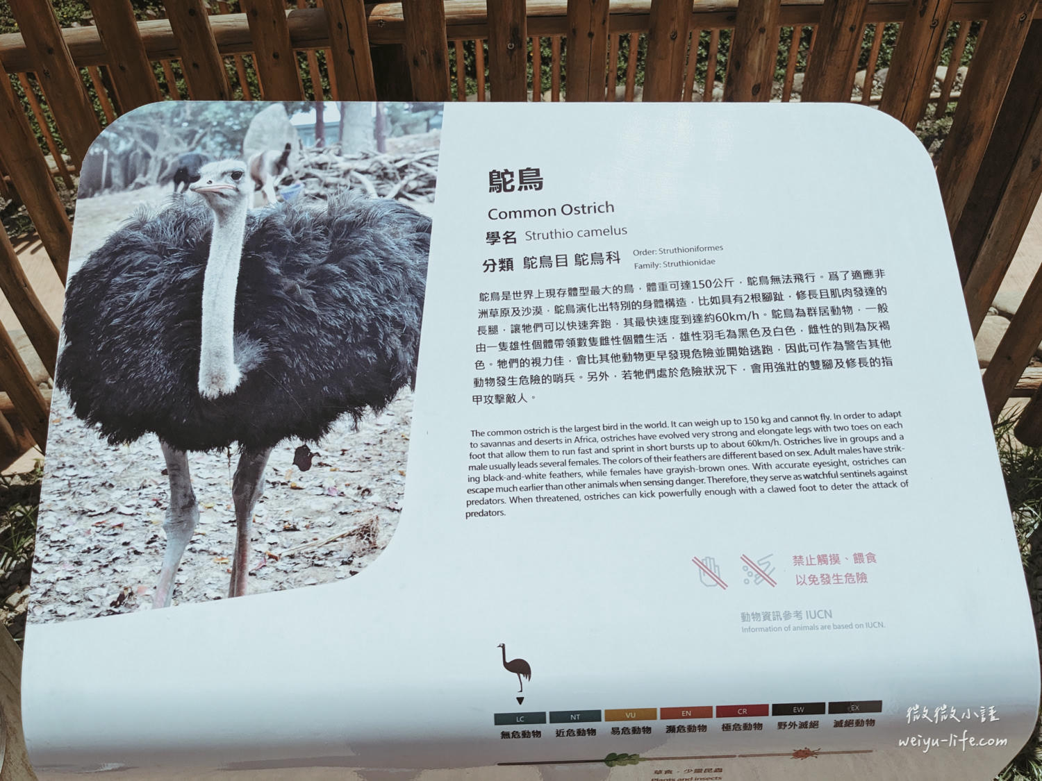 新竹東區景點|新竹市立動物園.一座為動物而生、小而美的動物公園 - 第36張圖 新竹市立動物園鴕鳥